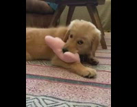 Golden retriever puppy pink bone squeaky toy 