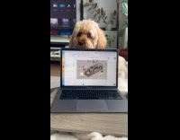 Dog slaps down owner laptop while working