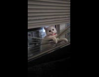 White kitten behind window blinds catches finger