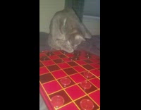 Grey cat plays checkers 