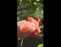 Lady Says Hi to Pair of Asleep Flamingoes