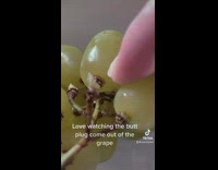 Pulling fine out of green grape 
