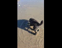 Dog on leash plays with puddle outside