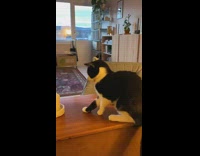 Collab BitchMP - Cat touches takes out candle flame
