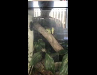 Collab ClipsIG - Frog jumps onto cage cricket