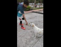 Stray dog bites the shuttlecock and never let go