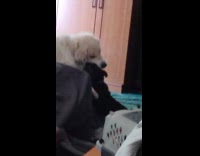Pitbull puppy playing with great Pyrenees 