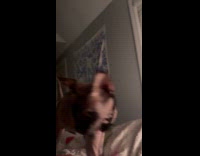 Cat jump to bed from ceiling beam