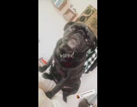 Black pug dog sits on top couch 