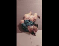 Brown dog wearing green flannel sleeps on back 