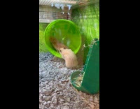Two hamsters fight over green hamster wheel