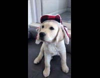 Puppy wears red hat and gift bow 