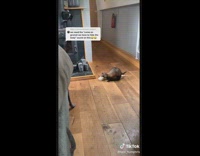 Black ferret dragging white ferret across room through hallway