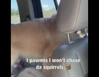 Collab Pets For All - Golden retriever dog whines out car window and wants to go back to park