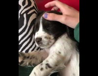 Puppy Gets Pets on Head While Asleep 