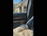 Guy sees dogs in car and walks back into house 