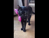 Cat with pink bandana eats a treat from hand