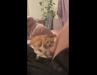 Orange cat bites foot girl bed keyboard 