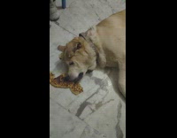 Dog on Floor Struggles to Eat Leftover Pizza