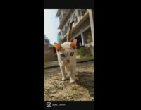 Cat walk backyard low angle apartment building
