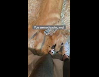 Golden retriever dog bites white shoelaces girl 