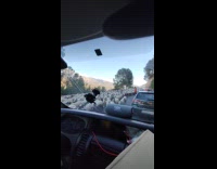 Flock of sheep crosses on the road