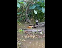 Collab Clips mpugc - Raccoon swimming almost caught by alligator