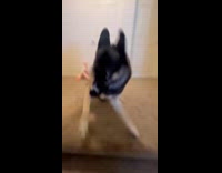 Pet dog with zoomies spin around