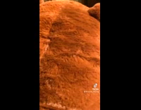 Collab BitchMP - Black cat scared of huge brown teddy bear 