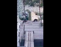 Pair  of Otters Stomp on Pier then Pees 