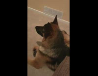 German shephard runs up to tv when dog comes on
