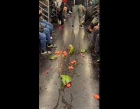 Smashed watermelon pieces scattered on train floor