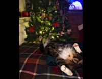 Collab PubityPets - Cat on Couch Touches Christmas Tree Ornaments