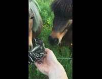 Two horses small black yellow bird hand 