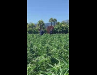 Guy denim jacket mom tall grass field