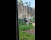 Lioness relaxes on rock at the zoo