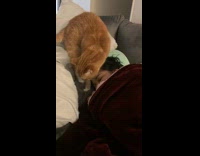 Orange cat gets comfortable sleeping next to owners head 