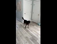 Collab Clips MPUGC - Dog gets more excited with moms greeting than dads 