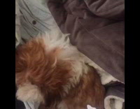 dog plays peek a boo