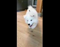 Collab Pets For All - White samoyed puppy runs across wood floor