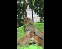 Brown cat nurses two kittens green basket
