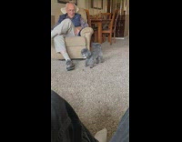 Grey dog eat treats rolled by ball