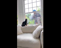 Collab BitchIG2 - Cat sitting watching man clean window 