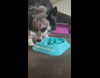 Pet dog recovery update after head surgery