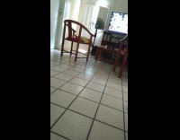 Black pet cat plays fetch at the living room