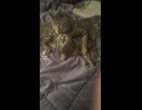 Tabby cat hug lick ear of brother