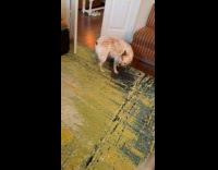 Dog show and shake butt to man