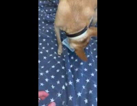 Chihuahua Plays with Money then Snarls and Bark at Man