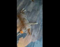 Dog bite toy tail dragged on floor