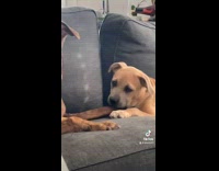 Collab Clips mpugc - Dog chewing other dogs tail